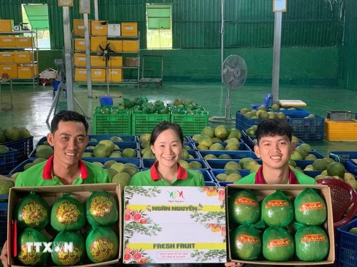 Quảng bá đặc sản bưởi da xanh Khánh Vĩnh của tỉnh Khánh Hòa. (Ảnh: TTXVN phát)