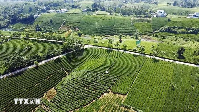 Đồi chè tại xã La Bằng, Thái Nguyên. (Ảnh: Trần Trang/TTXVN)