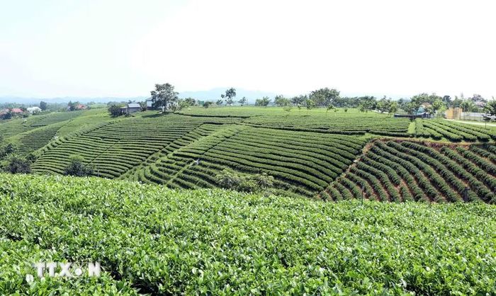 Đồi chè tại xã La Bằng, Thái Nguyên. (Ảnh: Trần Trang/TTXVN)