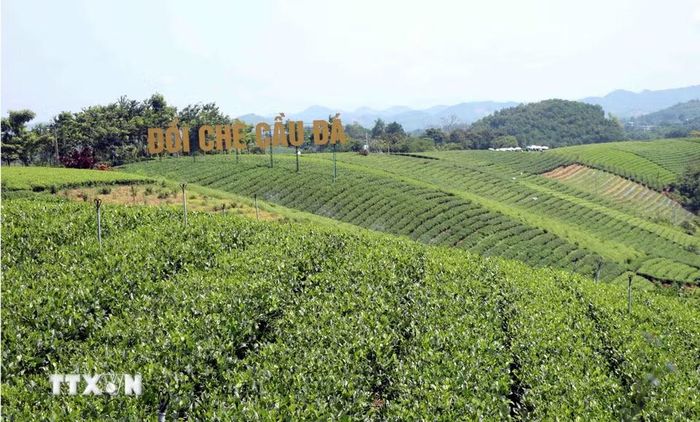 Đồi chè Cầu Đá tại xã La Bằng. (Ảnh: Trần Trang/TTXVN)