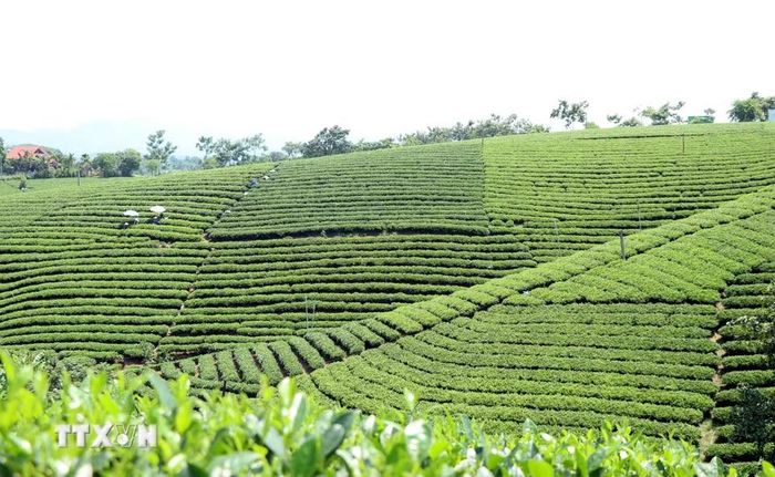 Đồi chè xanh mướt nhìn như những thửa ruộng bậc thang. (Ảnh: Trần Trang/TTXVN)