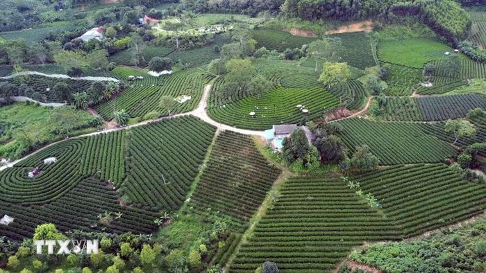 Đồi chè tại xóm Gốc Gạo, xã Vô Tranh (Thái Nguyên). (Ảnh: Trần Trang/TTXVN)