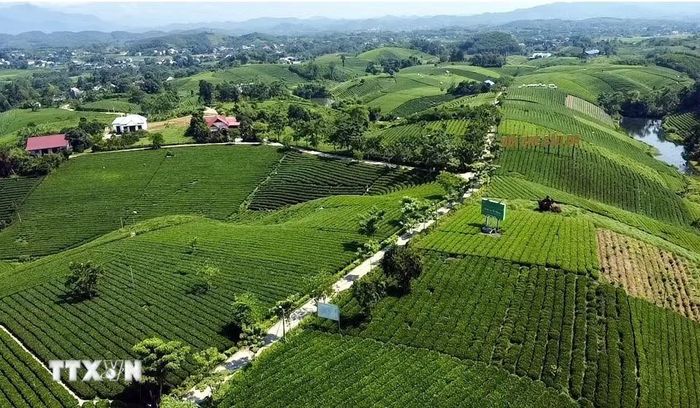 Đồi chè Cầu Đá tại xã La Bằng, Thái Nguyên. (Ảnh: Trần Trang/TTXVN)