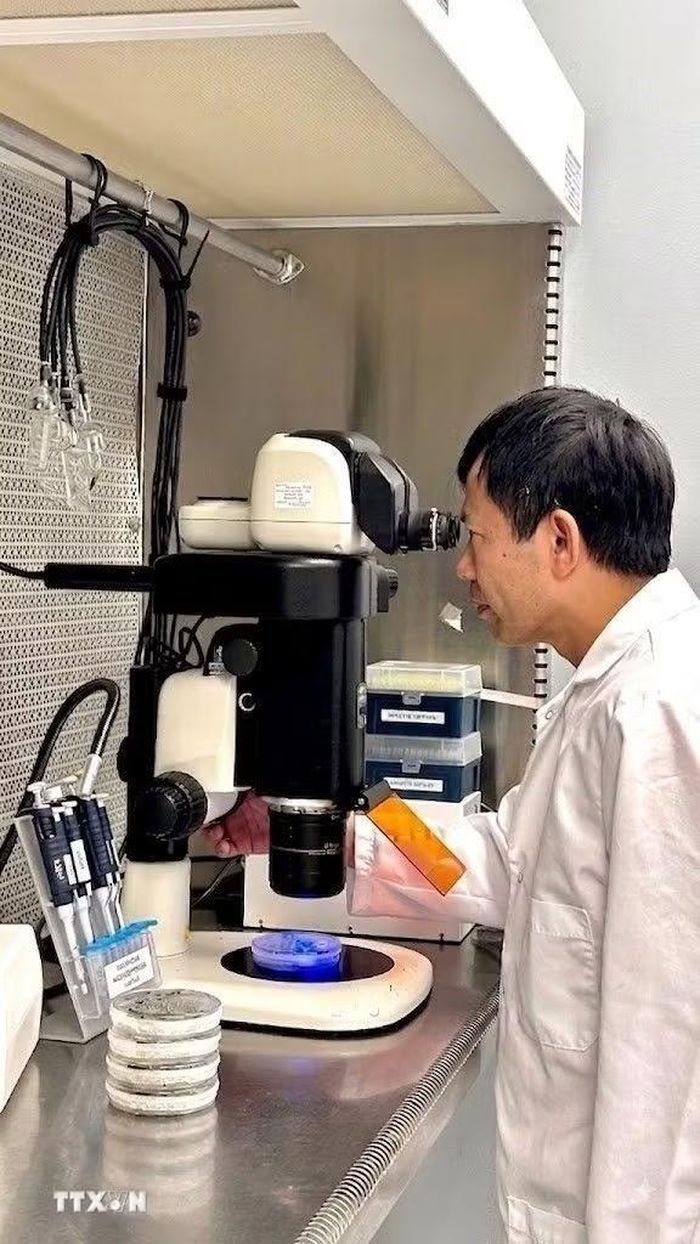Tiến sỹ Quách Truyền kiểm tra quá trình chỉnh sửa gen trong phòng thí nghiệm. (Ảnh: TTXVN phát)