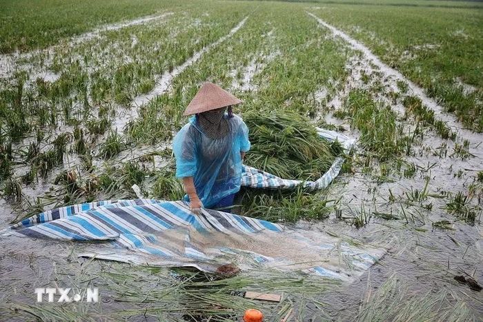 Giữa thửa ruộng mênh mông nước, người nông dân gom những bó lúa cuối cùng lên bạt để vận chuyển vào bờ. (Ảnh: Phạm Tuấn Anh/TTXVN)