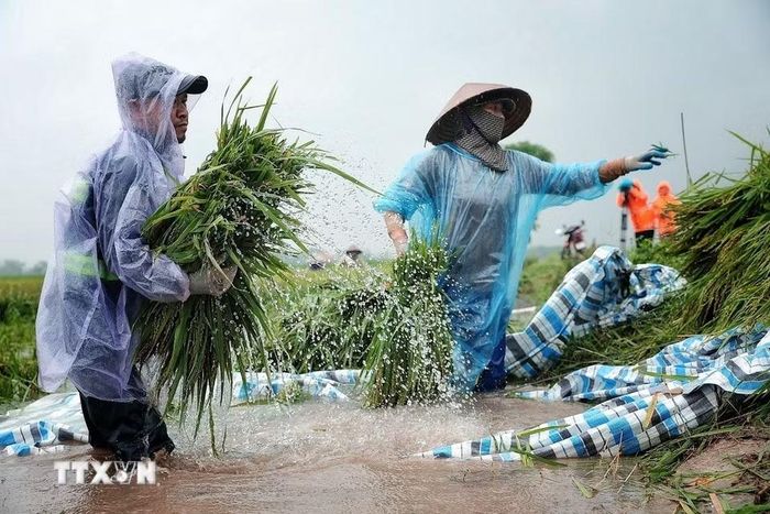 Người dân phối hợp chuyển lúa qua khu vực tập kết, cố gắng cứu vớt thành quả sau nhiều tháng gieo trồng. (Ảnh: Phạm Tuấn Anh/TTXVN)
