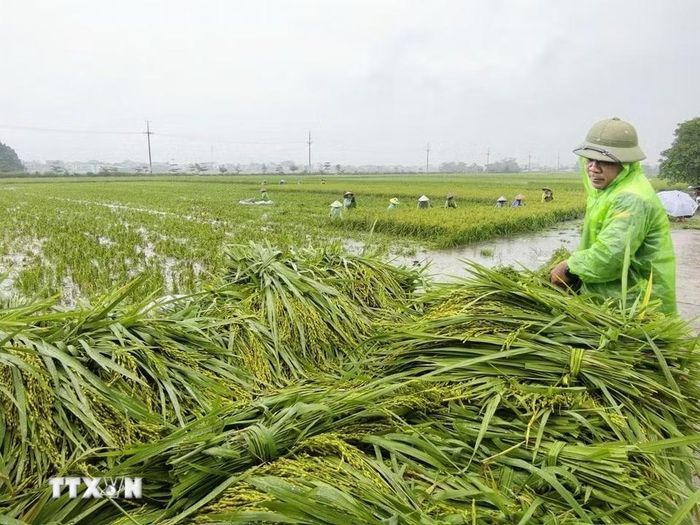 Người dân thôn Cấn Thượng, xã Kiều Phú thu hoạch lúa dưới trời mưa lớn. (Ảnh: Minh Quyết/TTXVN)