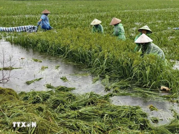 Người dân thôn Cấn Thượng, xã Kiều Phú thu hoạch lúa dưới trời mưa lớn. (Ảnh: Minh Quyết/TTXVN)