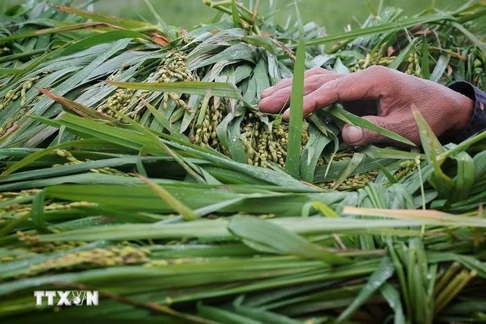 Người nông dân tranh thủ kiểm tra những bông lúa mới được gặt. (Ảnh: Phạm Tuấn Anh/TTXVN)