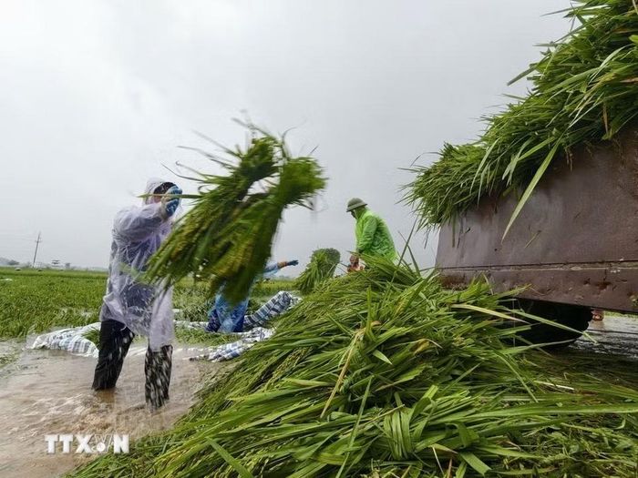 Người dân thôn Cấn Thượng, xã Kiều Phú thu hoạch lúa dưới trời mưa lớn. (Ảnh: Minh Quyết/TTXVN)