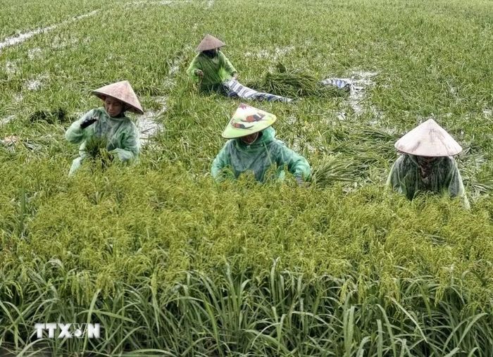 Người dân thôn Cấn Thượng, xã Kiều Phú thu hoạch lúa dưới trời mưa lớn. (Ảnh: Minh Quyết/TTXVN)