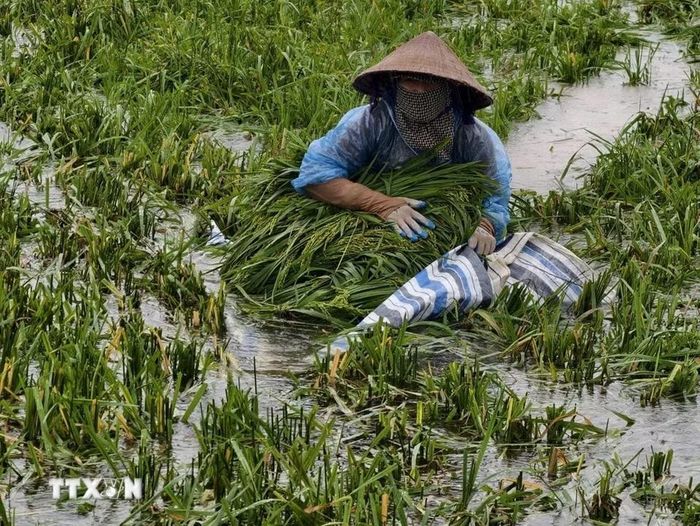 Người dân thôn Cấn Thượng, xã Kiều Phú thu hoạch lúa dưới trời mưa lớn. (Ảnh: Minh Quyết/TTXVN)