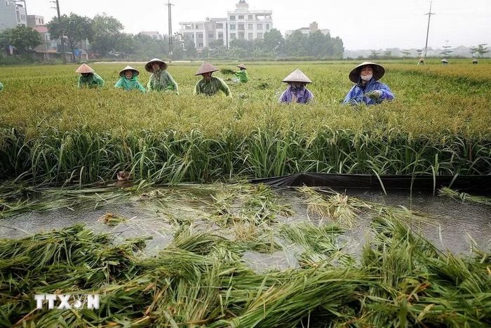 Nhiều nông dân cùng xuống đồng thu hoạch diện tích lúa chưa tới ngày thu hoạch với phương châm "xanh nhà hơn già đồng." (Ảnh: Phạm Tuấn Anh/TTXVN)