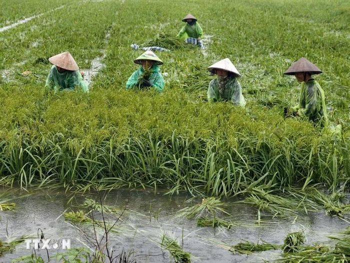 Người dân thôn Cấn Thượng, xã Kiều Phú thu hoạch lúa dưới trời mưa lớn. (Ảnh: Minh Quyết/TTXVN)