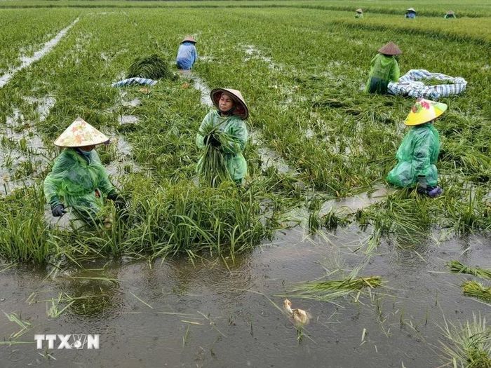 Người dân thôn Cấn Thượng, xã Kiều Phú thu hoạch lúa dưới trời mưa lớn. (Ảnh: Minh Quyết/TTXVN)