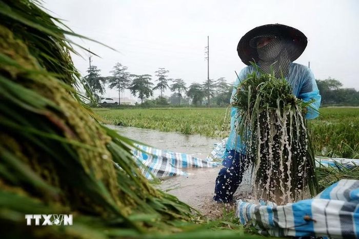 Người nông dân lội giữa ruộng sâu đưa từng bó lúa vừa gặt lên khu vực tập kết. (Ảnh: Phạm Tuấn Anh/TTXVN)