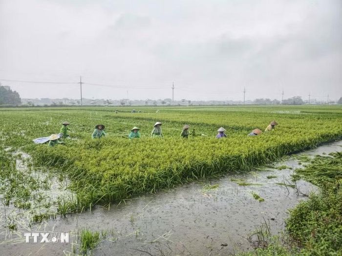 Người dân thôn Cấn Thượng, xã Kiều Phú thu hoạch lúa dưới trời mưa lớn. (Ảnh: Minh Quyết/TTXVN)