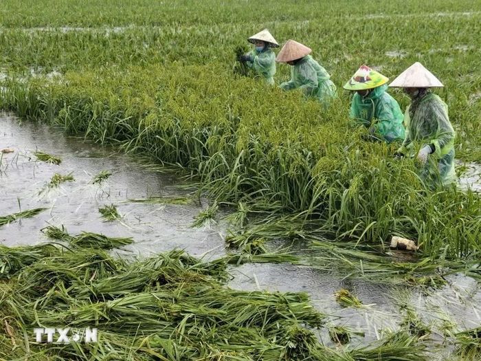Người dân thôn Cấn Thượng, xã Kiều Phú thu hoạch lúa dưới trời mưa lớn. (Ảnh: Minh Quyết/TTXVN)