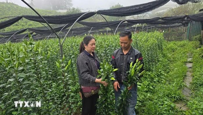 Mô hình trồng hoa ly công nghệ cao của hộ anh Triệu Tiến Thành (tổ dân phố Ô Quý Hồ, Sa Pa) thu lãi khoảng 600 triệu đồng/năm. (Ảnh: Hương Thu/TTXVN)