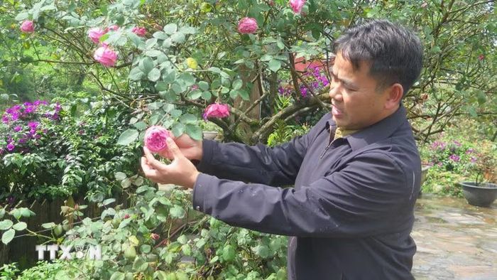 Ông Đỗ Phú Chính (tổ dân phố Ô Quý Hồ) đã thuần hóa và nhân giống gần 100 loại hoa hồng cổ khác nhau, trong đó nổi bật nhất là giống hồng cổ Sa Pa bản địa quý hiếm. (Ảnh: Hương Thu/TTXVN)