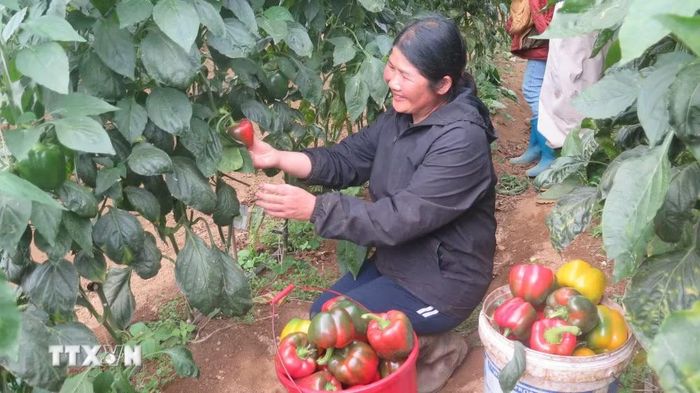 Mô hình trồng ớt chuông công nghệ cao của hộ bà Lê Thị Hồng (tổ dân phố Ô Quý Hồ) mang lại thu nhập trên 600 triệu đồng/năm. (Ảnh: Hương Thu/TTXVN)