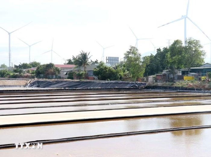 Diện tích sản xuất muối của Công ty Cổ phần Muối Cà Ná Ninh Thuận ngay sát khu dân cư thôn Quán Thẻ 1 (xã Thuận Nam). (Ảnh: Công Thử/TTXVN)