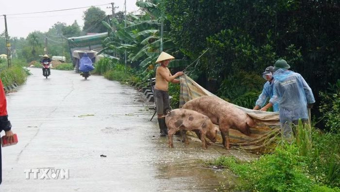 Đi dọc tuyến đê ở Thanh Hóa, không khó để bắt gặp cảnh người dân khẩn trương di chuyển gia súc, gia cầm lên đê và những vị trí cao ráo để hạn chế thiệt hại. (Ảnh: Hoa Mai/TTXVN)
