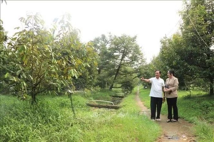 Hiện vườn sầu riêng của ông Lê Văn Sáu có 4 loại sầu riêng: Mongthong, Musang King, Black Thorn và sầu riêng ruột đỏ.