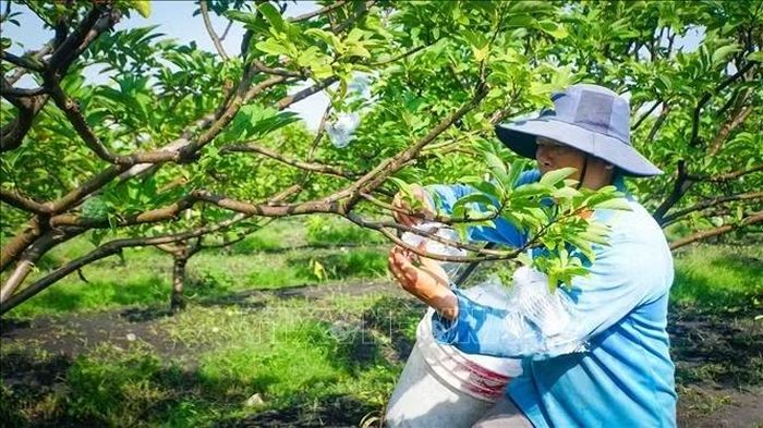Thành viên HTX Dịch Vụ Nông Nghiệp Minh Trung (xã Tân Hưng) áp dụng kỹ thuật canh tác, sản xuất đặc sản mãng cầu hữu cơ, sản phẩm đạt chuẩn OCOP 4 sao của tỉnh Tây Ninh. Ảnh: Minh Phú - TTXVN