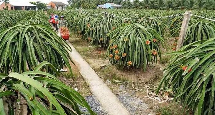 Vùng trồng thanh long được chăm sóc theo hướng nâng cao chất lượng, tạo nguồn nguyên liệu ổn định cho sản xuất và chế biến.