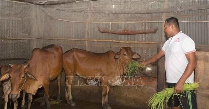 Ông Chau Hoanh Na chăm sóc đàn bò của gia đình.