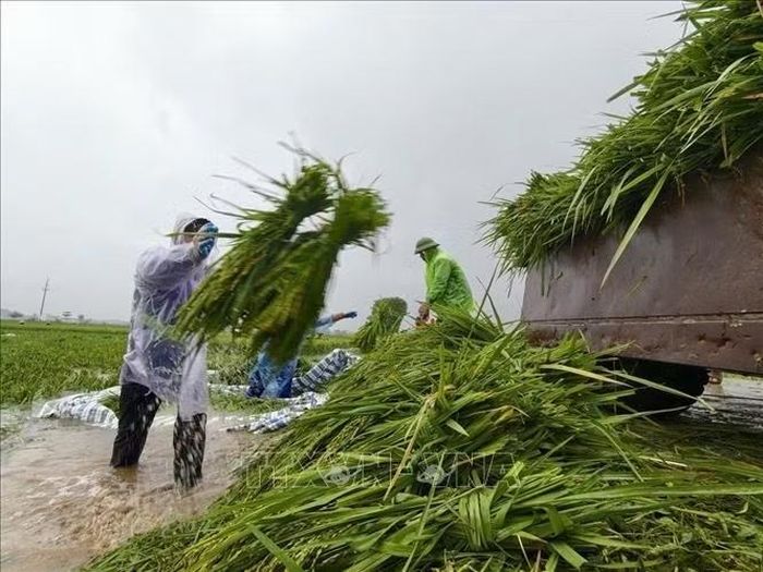 Người dân thôn Cấn Thượng, xã Kiều Phú, thu hoạch lúa dưới trời mưa lớn kéo dài. Ảnh: Minh Quyết/TTXVN