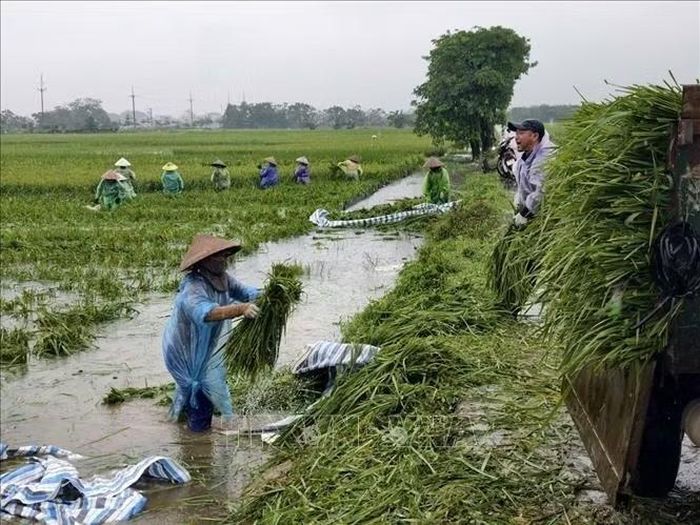 Người dân thôn Cấn Thượng, xã Kiều Phú, thu hoạch lúa dưới trời mưa lớn kéo dài. Ảnh: Minh Quyết/TTXVN
