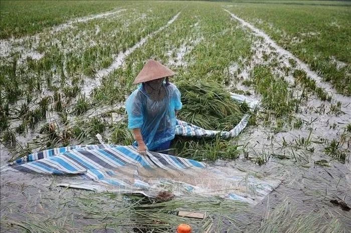 Giữa thửa ruộng mênh mông nước, người nông dân gom những bó lúa cuối cùng lên bạt để vận chuyển vào bờ. Ảnh: Phạm Tuấn Anh/TTXVN