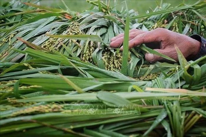 Người nông dân tranh thủ kiểm tra những bông lúa mới được gặt. Ảnh: Phạm Tuấn Anh/TTXVN
