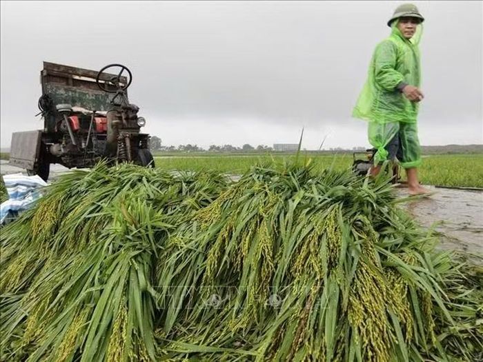 Người dân thôn Cấn Thượng, xã Kiều Phú, thu hoạch lúa dưới trời mưa lớn kéo dài. Ảnh: Minh Quyết/TTXVN