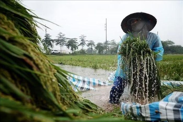 Người nông dân lội giữa ruộng sâu đưa từng bó lúa vừa gặt lên khu vực tập kết. Ảnh: Phạm Tuấn Anh/TTXVN