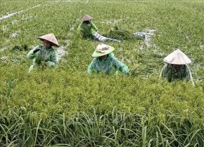 Người dân thôn Cấn Thượng, xã Kiều Phú, thu hoạch lúa dưới trời mưa lớn kéo dài. Ảnh: Minh Quyết/TTXVN