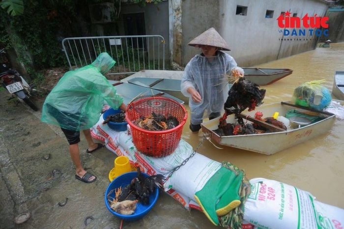 Không chỉ đồ đạc, nhiều hộ dân còn phải tìm cách đưa vật nuôi đến nơi cao ráo.