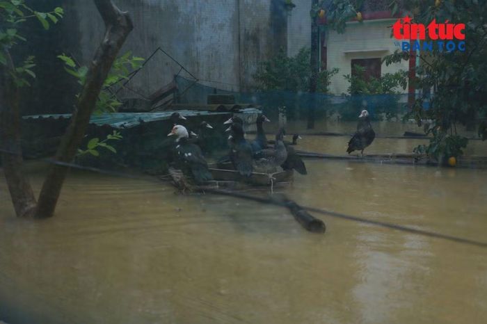 Trong khi đó, diễn biến mực nước liên tục được người dân theo dõi để chủ động ứng phó nếu nước tiếp tục dâng.