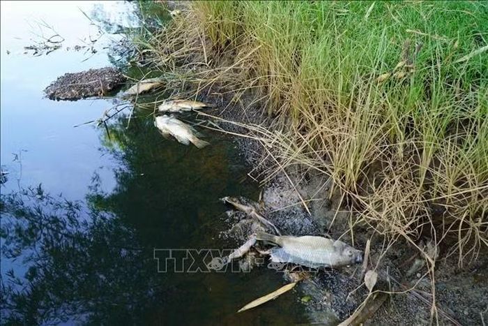 Cá chết bất thường, nổi trắng tại khu vực đập ngăn mặn Đức Lợi.