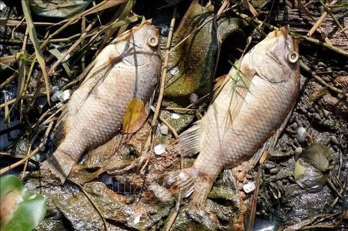 Cá chết bất thường, nổi trắng tại khu vực đập ngăn mặn Đức Lợi.