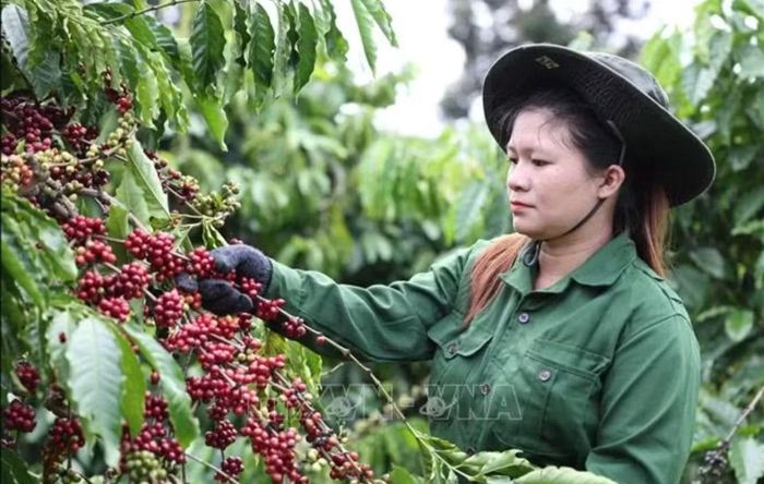 Công nhân Công ty TNHH sản xuất và thương mại Vương Thành Công (Đắk Lắk) thu hoạch cà phê. Ảnh: Tuấn Anh/TTXVN