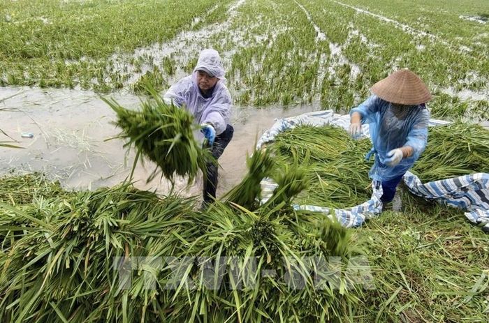 Người dân thôn Cấn Thượng, xã Kiều Phú thu hoạch lúa dưới trời mưa lớn. Ảnh: Minh Quyết - TTXVN