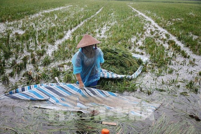 Giữa thửa ruộng mênh mông nước, người nông dân gom những bó lúa cuối cùng lên bạt để vận chuyển vào bờ. Ảnh: Phạm Tuấn Anh - TTXVN