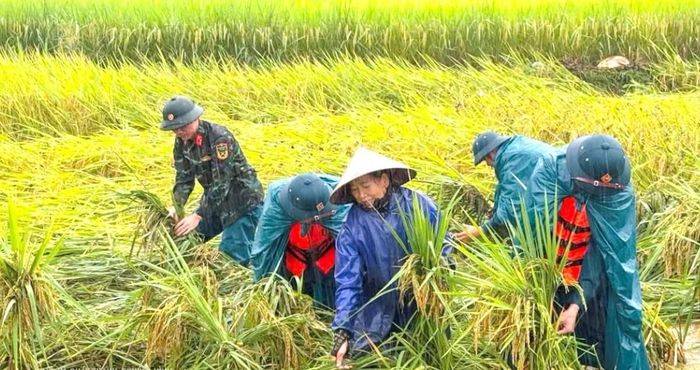 Các lực lượng hỗ trợ người dân khắc phục diện tích lúa mùa bị thiệt hại do mưa lũ tại Thanh Hóa. Ảnh: Lê Hợi