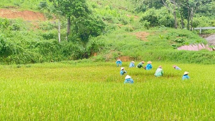Hội viên, phụ nữ các thôn trên địa bàn xã Như Xuân phối hợp với Ban công tác thôn và Công an xã hỗ trợ người dân cắt lúa do bị ngập nước