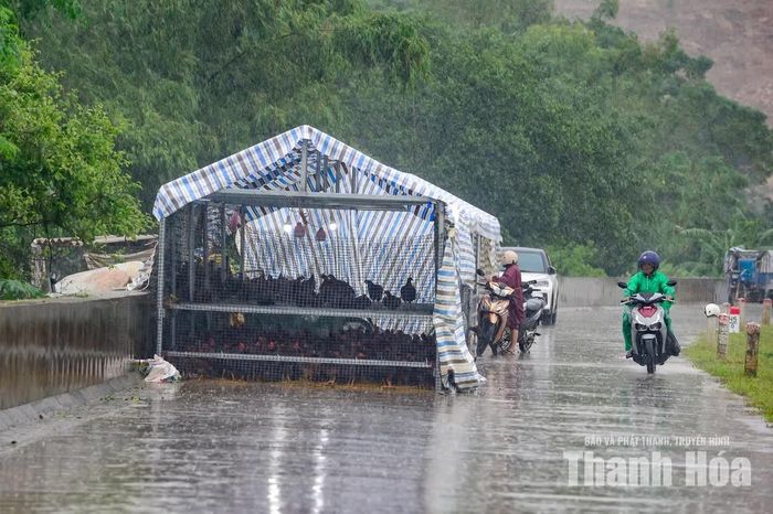 Trước nguy cơ nước lũ tiếp tục dâng cao, người dân tại các khu vực thấp trũng đã chủ động di chuyển tài sản, đưa gia súc, gia cầm lên đê và những vị trí cao ráo để hạn chế thiệt hại.