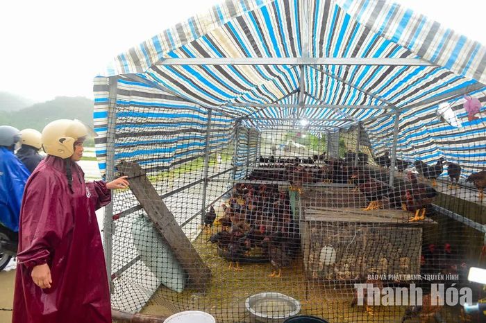 Để chủ động ứng phó với tình hình mưa lũ, lực lượng dân quân cùng cán bộ thôn Hà Lâm đã tham gia hỗ trợ người dân từ tối 16/9. Đến sáng 17/9, lực lượng chức năng của thôn tiếp tục phối hợp, cử người tuần tra, nắm tình hình và hỗ trợ người dân tại các khu vực bị ảnh hưởng.