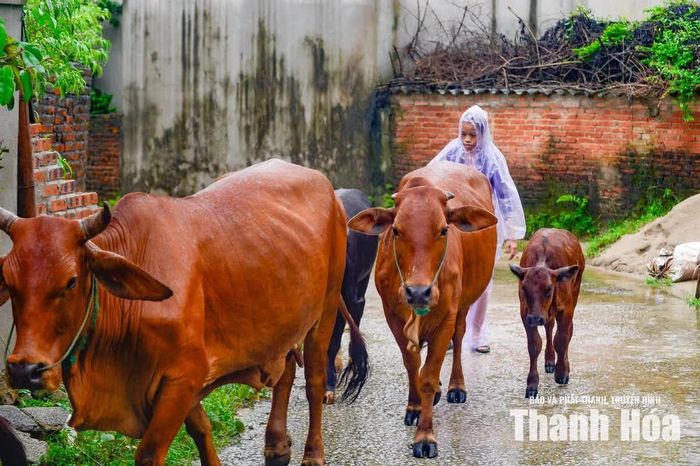 Trước diễn biến nước lũ ngày càng dâng cao, bà Nguyễn Thị Trang cũng chủ động di chuyển gia súc, vật nuôi đến khu vực khác, hạn chế nguy cơ thiệt hại.